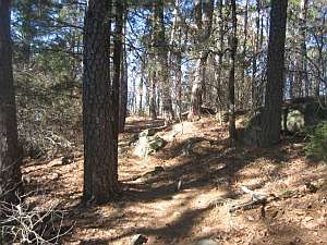 Mt Magazine In the Pines.